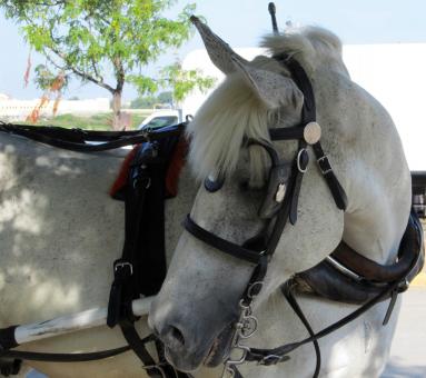 Free Stock Photo of Horse in the Stable