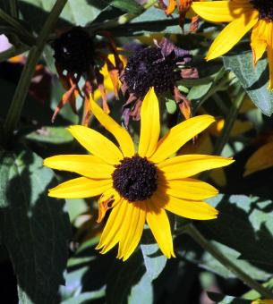 Free Stock Photo of Susan Flower