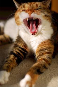 Free Stock Photo of Calico Cat
