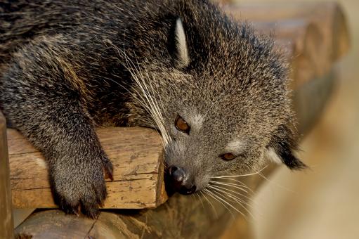 Free Stock Photo of Binturong