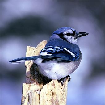Free Stock Photo of Blue Jay