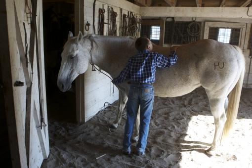 Free Stock Photo of Horse in the Stable