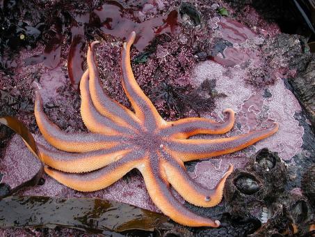 Free Stock Photo of Sun Starfish