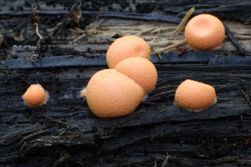 Free Stock Photo of Mushrooms