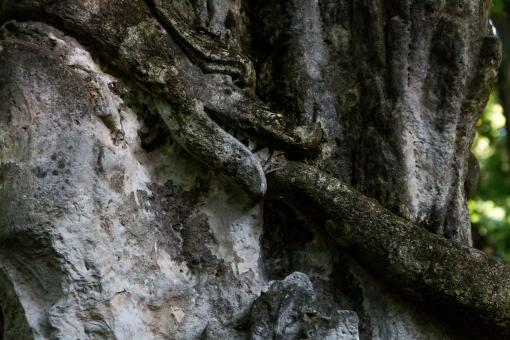 Free Stock Photo of Snake eats itself