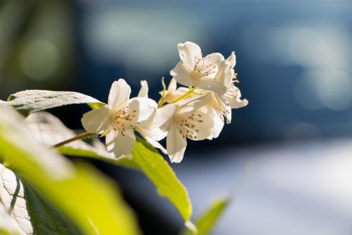 Free Stock Photo of Jasmine