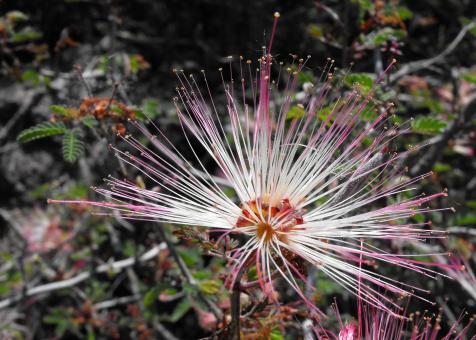 Free Stock Photo of Calliandra in the Garden