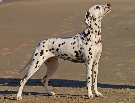 Free Stock Photo of Dalmatian