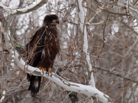 Free Stock Photo of Eagle on the Branch