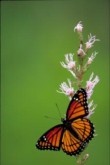 Free Stock Photo of Viceroy Butterfly