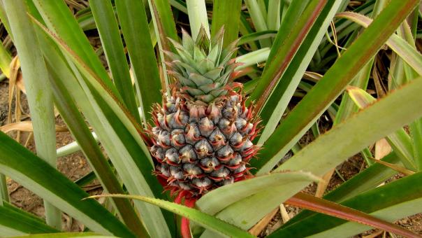 Free Stock Photo of Pineapple