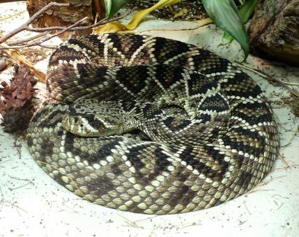 Free Stock Photo of Rattle Snake