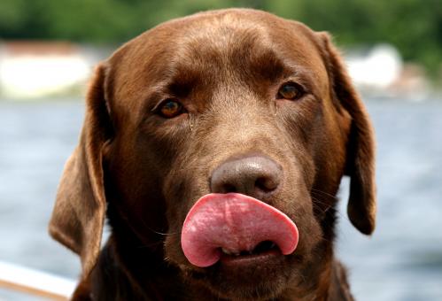 Free Stock Photo of Pet