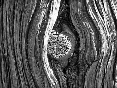 Free Stock Photo of Tree