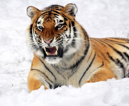 Free Stock Photo of Fierce Tiger