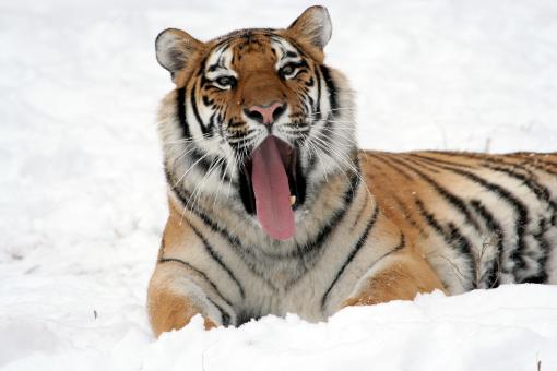 Free Stock Photo of Roar