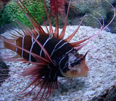 Free Stock Photo of Clearfin Lion Fish