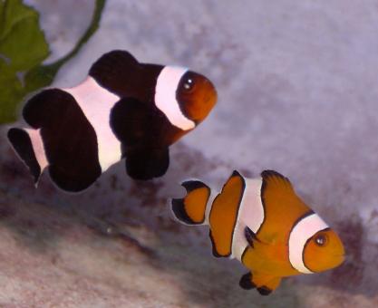 Free Stock Photo of Clown Fish