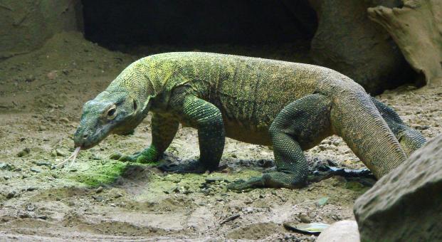 Free Stock Photo of Komodo Dragon