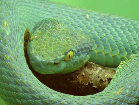 Free Stock Photo of Side Striped Palm Viper