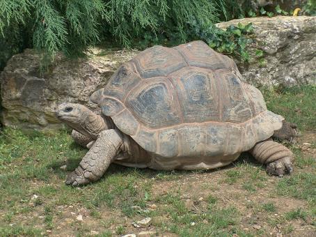 Free Stock Photo of Giant Tortoise