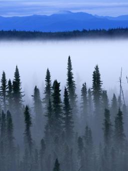 Free Stock Photo of Nature