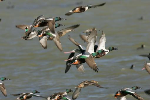 Free Stock Photo of Flying Ducks