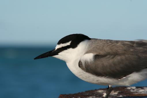 Free Stock Photo of Grey Backed Tern