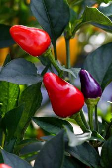 Free Stock Photo of Spicy Peppers