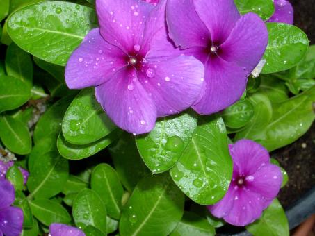 Free Stock Photo of Fresh Periwinkle