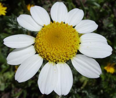 Free Stock Photo of White Fresh Flower