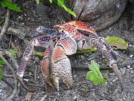 Free Stock Photo of Wild Crab
