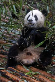 Free Stock Photo of Panda in the Jungle