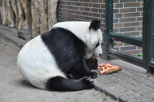 Free Stock Photo of Panda Eating Food