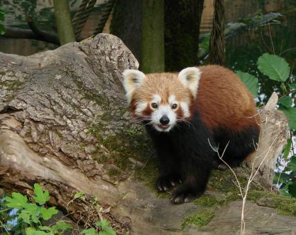 Free Stock Photo of Little Panda