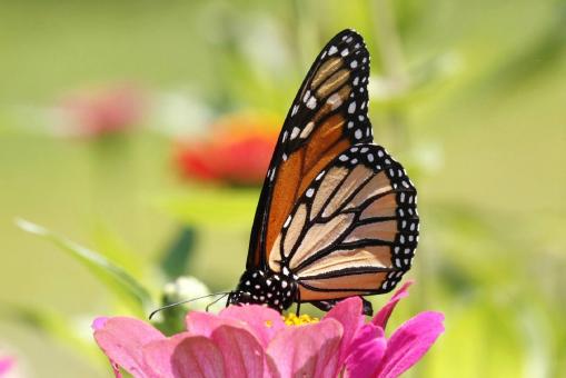 Free Stock Photo of Butterfly in the Garden