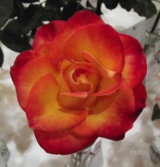 Free Stock Photo of Flower in the Garden
