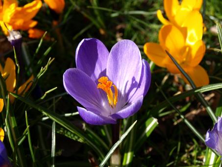 Free Stock Photo of Flowers in the Garden