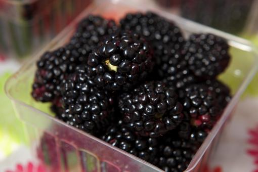 Free Stock Photo of Black Berries