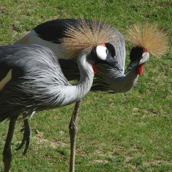 Free Stock Photo of Bird Couple