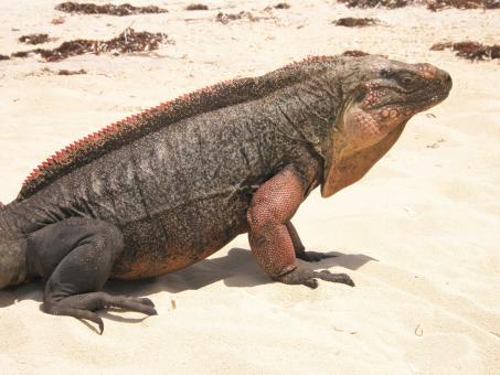 Free Stock Photo of Iguana in the Desert
