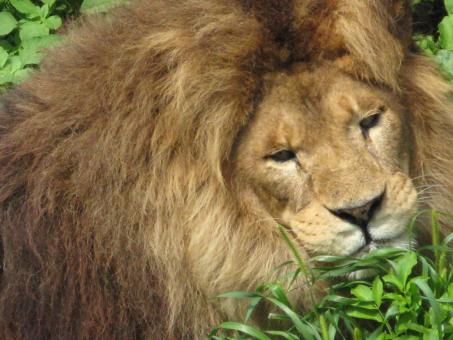 Free Stock Photo of Lion Closeup