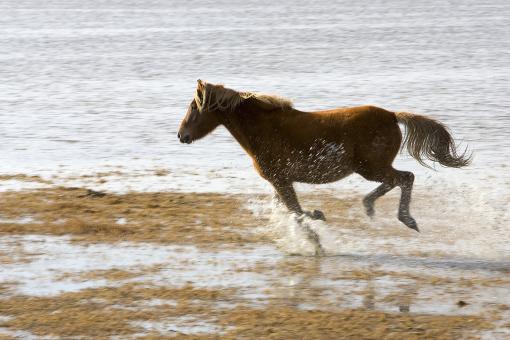 Free Stock Photo of Running Horse