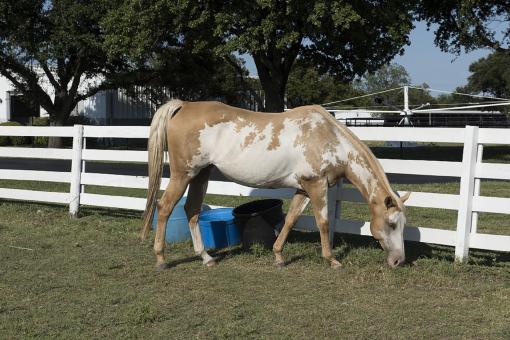 Free Stock Photo of Horse Stable