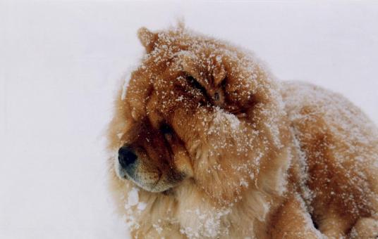 Free Stock Photo of Chow Chow
