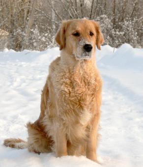 Free Stock Photo of Dog in Winter