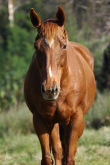 Free Stock Photo of Brown Horse