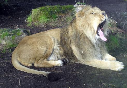 Free Stock Photo of Lion Yawning