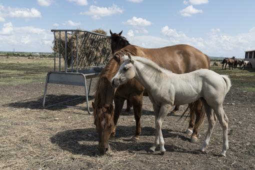 Free Stock Photo of Quarter Horses
