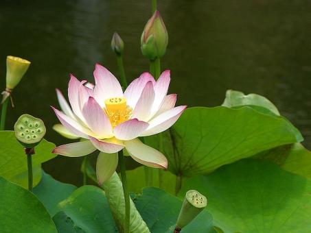 Free Stock Photo of Lotus in the Garden